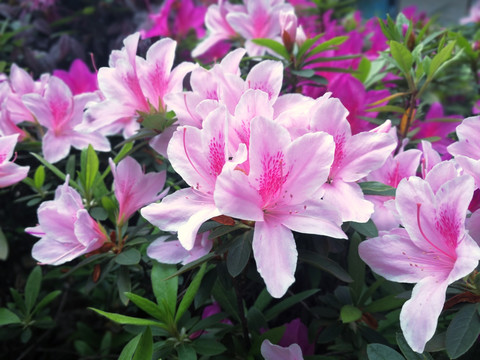 杜鹃花