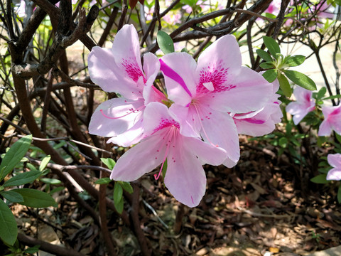 杜鹃花