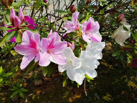杜鹃花