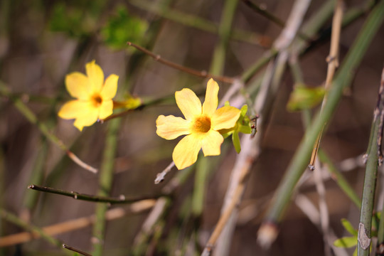 黄花