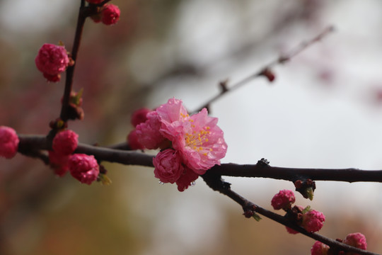 樱花