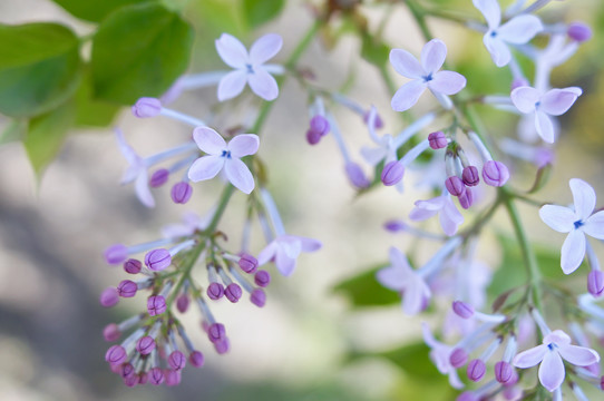 丁香花