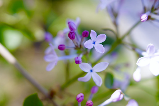 丁香花开