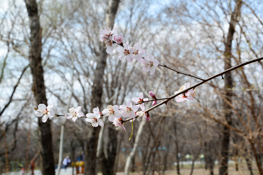 桃花盛开