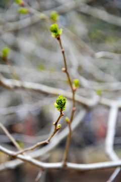 山楂树之嫩芽