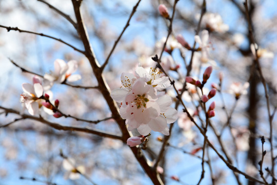 桃花盛开