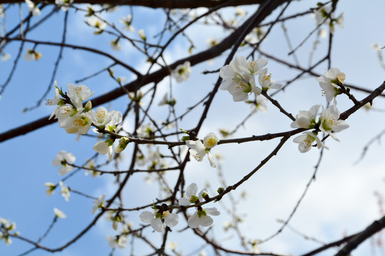 山桃花