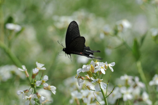 花丛中飞翔的黑蝴蝶