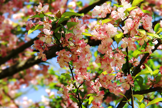 樱花