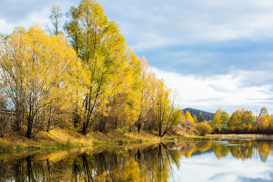 秋季河边金色柳树