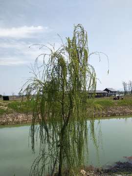 河边垂柳