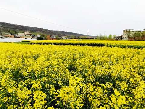 油菜花开