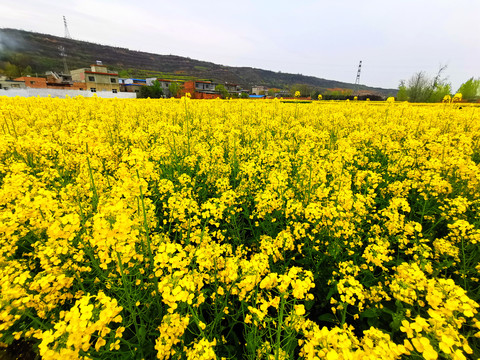 油菜花海