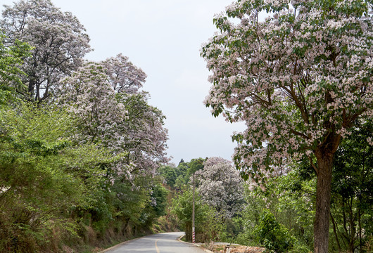 道路旁楸树花