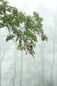 雾中淡雅的楸树花