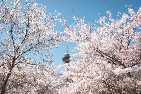 北京春天樱花盛开下的中央电视塔