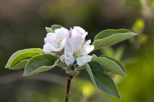 苹果花