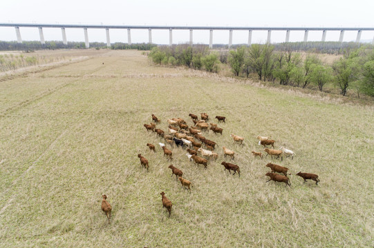 黄河湿地放牛
