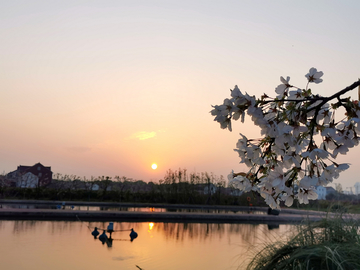 夕阳下的鱼塘美景