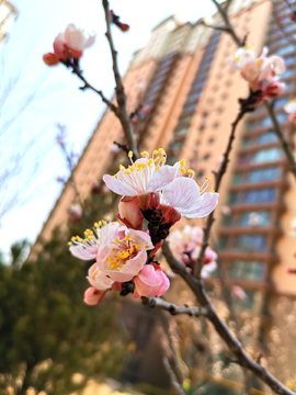 迎春花