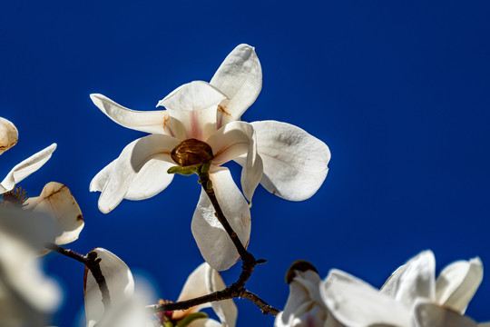 玉兰花