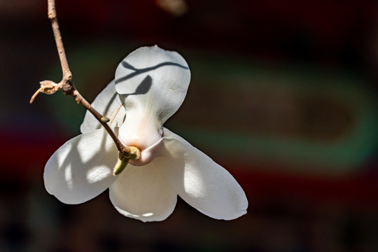 玉兰花