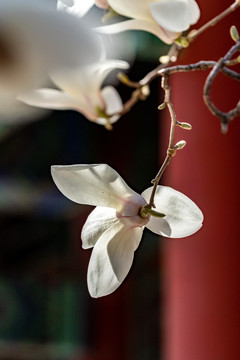 玉兰花