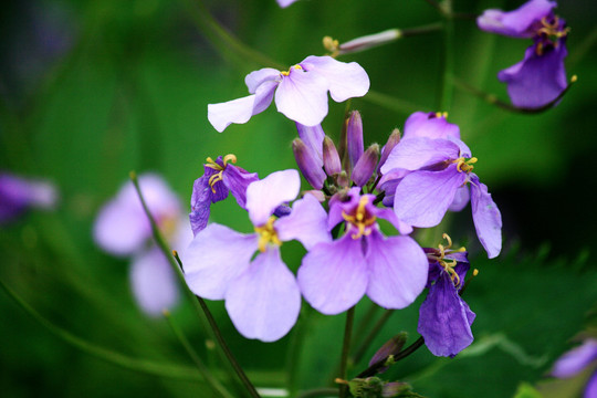 诸葛菜开花