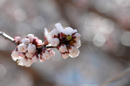 迎春花杏花玉兰花桃花高清大图