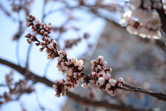 迎春花杏花玉兰花桃花高清大图