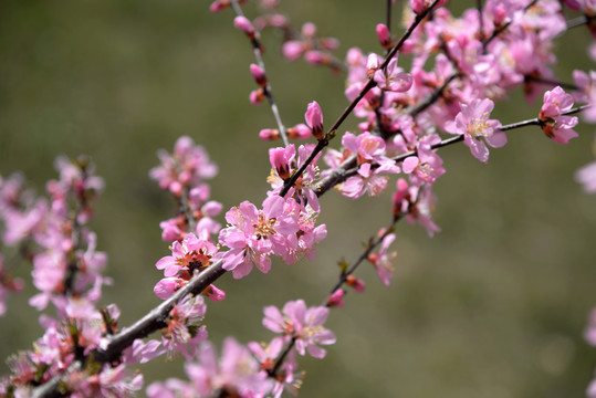 迎春花杏花粉色花高清大图