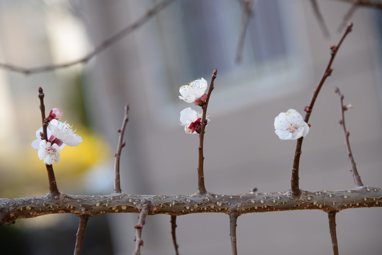 迎春花杏花玉兰花紫花粉花黄花