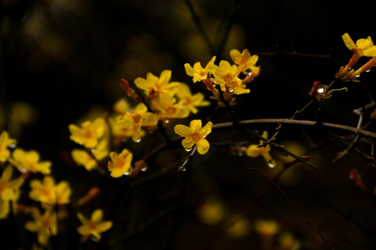 春雨迎春花