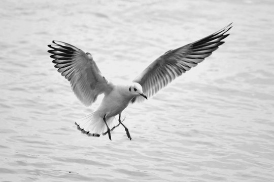 展翅飞翔的渔鸥
