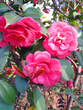 茶花