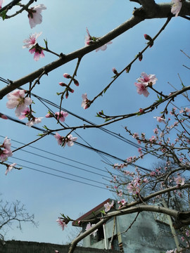 桃花朵朵开