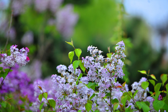 丁香花