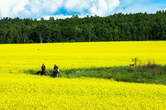 田野森林油菜花