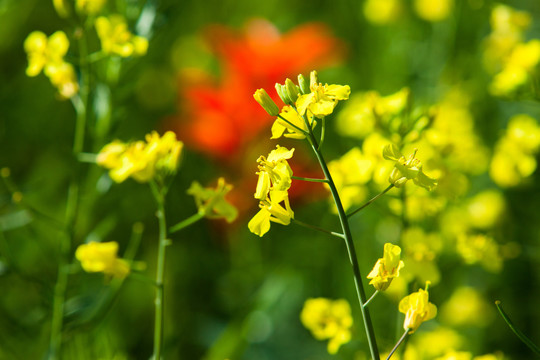 油菜花