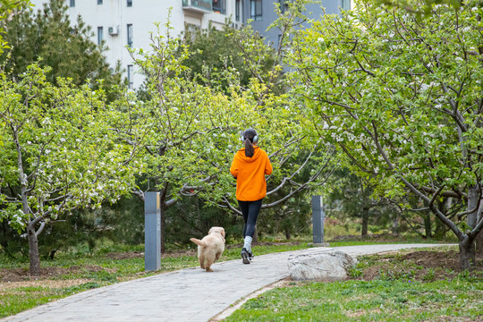 宠物金毛犬带着狗跑步