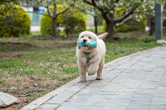 宠物金毛犬