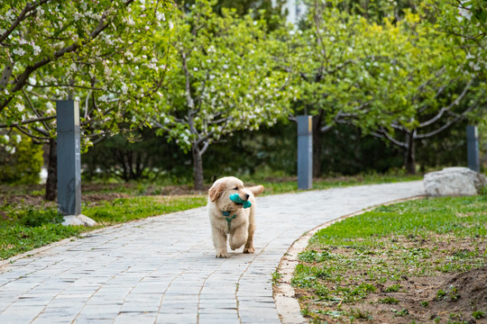 宠物金毛犬