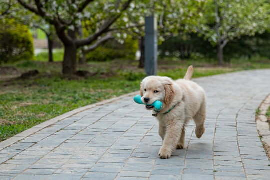 宠物金毛犬