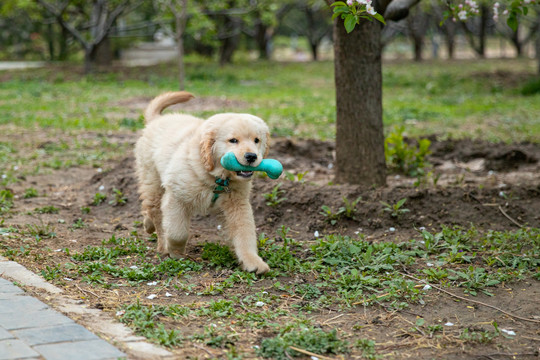 宠物金毛犬