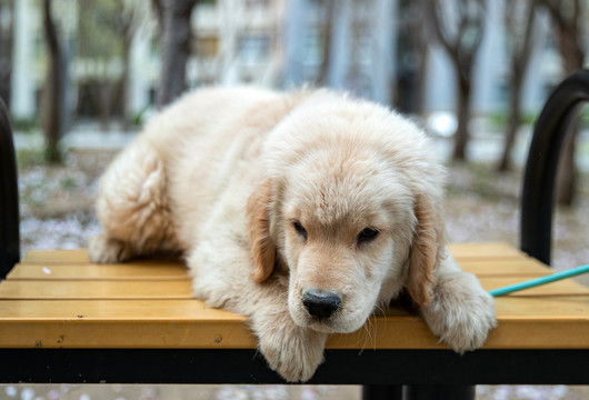 宠物金毛犬