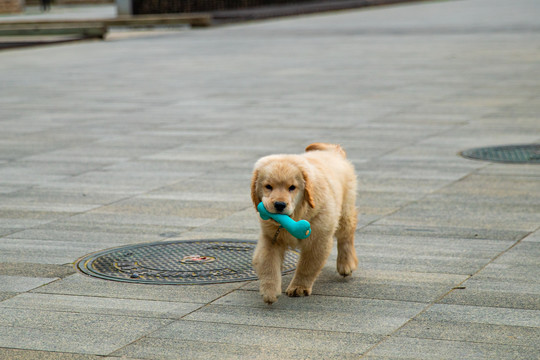 宠物金毛犬