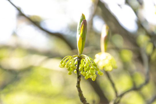 香樟树花