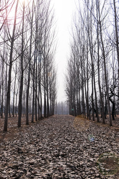 冬日杨树林