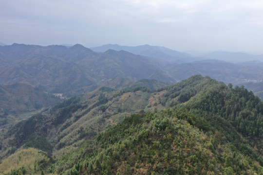 黄山高山茶园