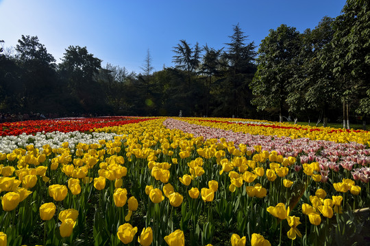 郁金香花圃